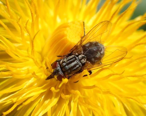 Réf. 325 196 : Musca autumnalis
